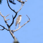 Black-eared Seedeater (image by János Oláh)