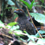 Black-eared Wood Quail (image by Charles Davies)