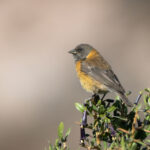 Black-hooded Sierra Finch (image by John Oates)