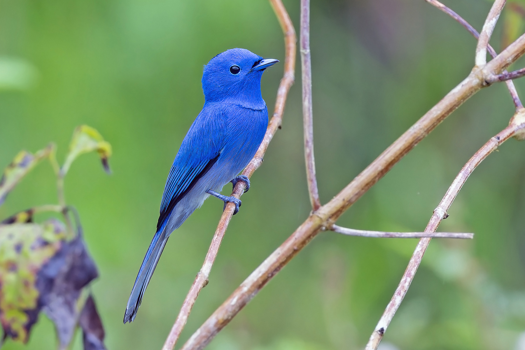 Black-naped (Simeulue) Monarch (image by Pete Morris)