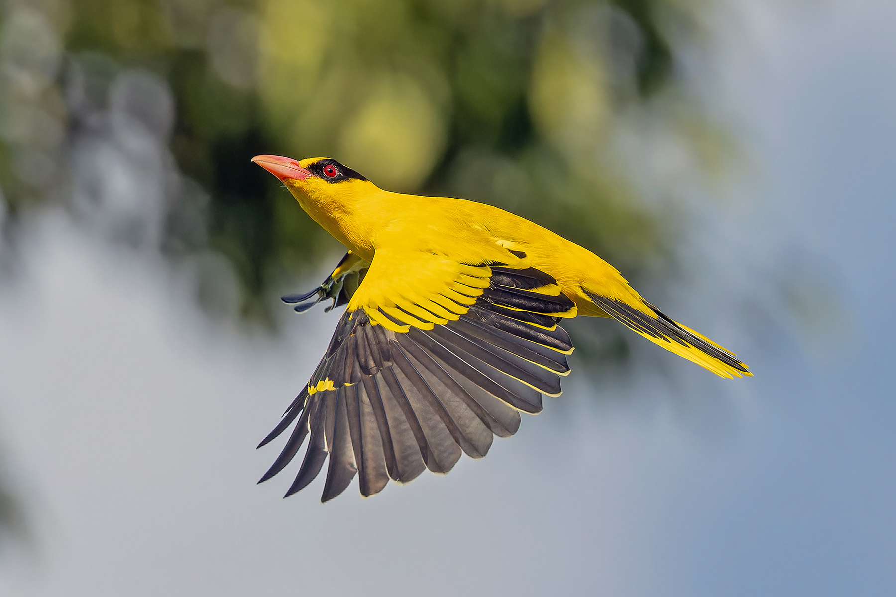 Black-naped Oriole (image by Pete Morris)