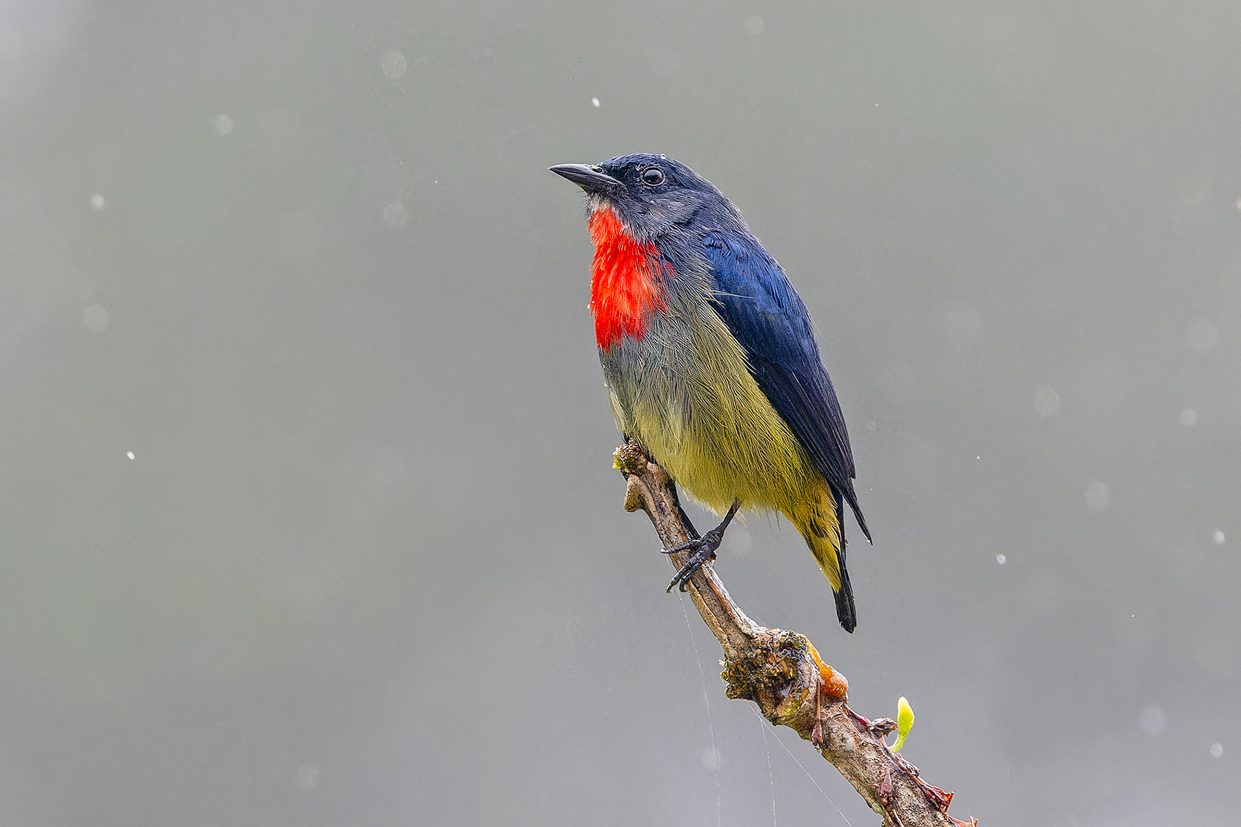 Black-sided Flowerpecker (image by Pete Morris)