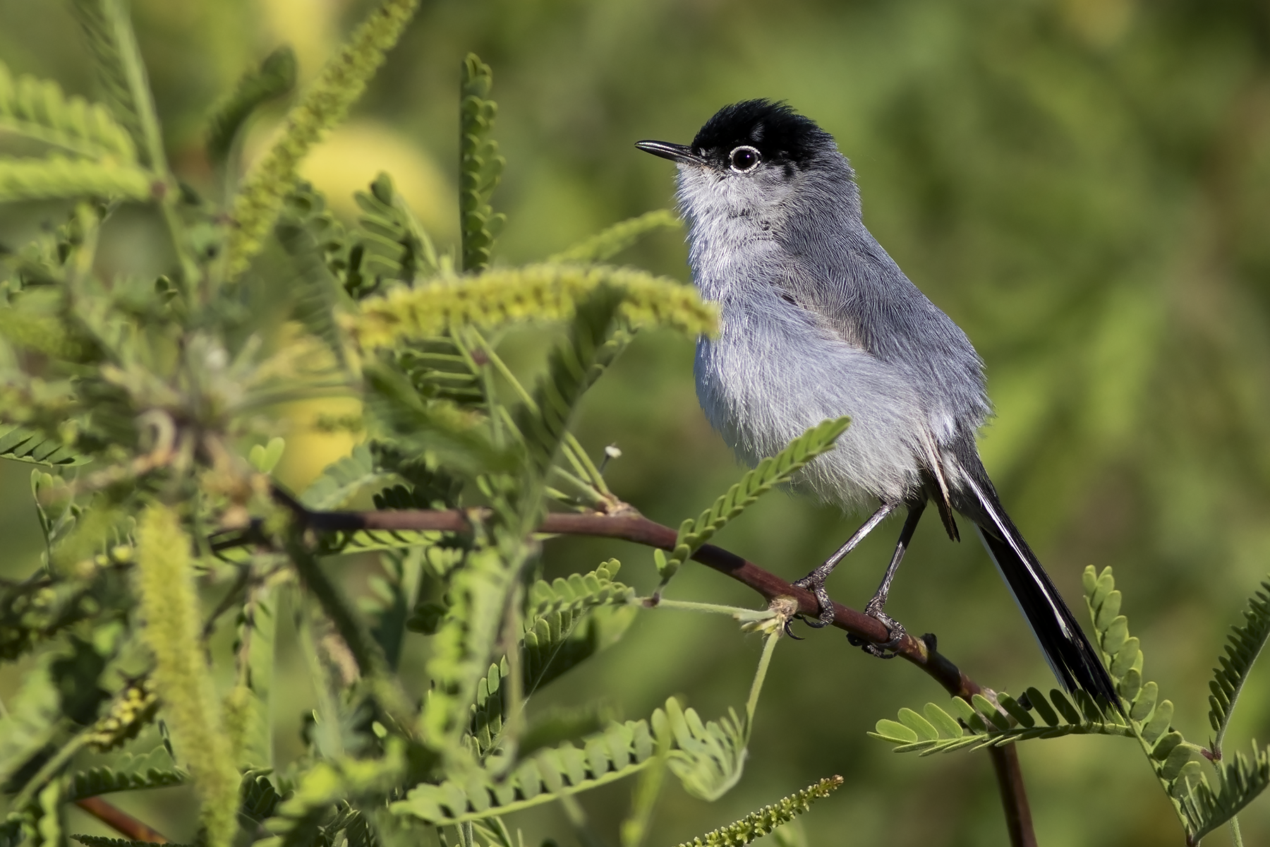 Black-tailed Gnatcatcher (image by Sjoerd Radstaak)