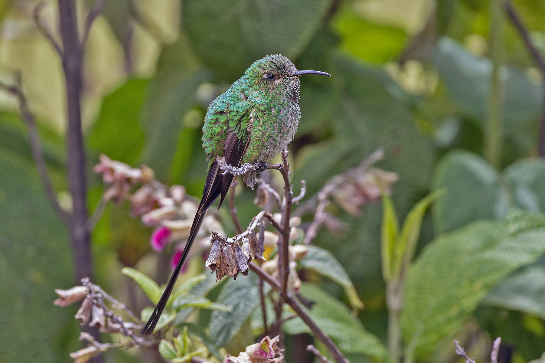 Black-tailed Trainbearer (image by Pete Morris)