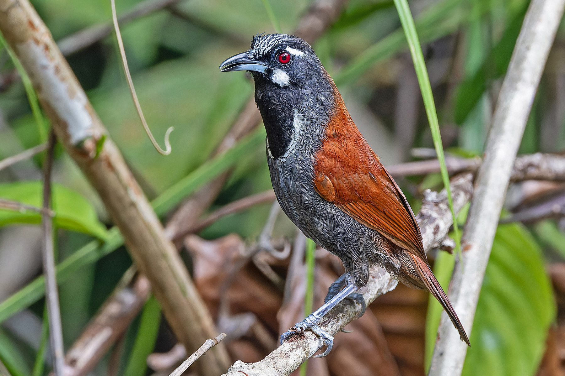 Black-throated Babbler (image by Pete Morris)
