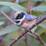 Black-throated Bushtit (image by János Oláh)