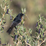 Black-throated Flowerpiercer (image by John Oates)