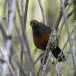 Black-throated Huet-huet (image by John Oates)
