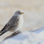 Black-winged Snowfinch (image by János Oláh)