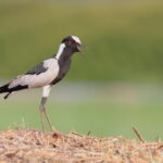 Blacksmith Plover (image by János Oláh)