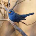 Blue Finch (image by Leo Garrigues)