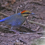 female Blue Pitta (image by János Oláh)