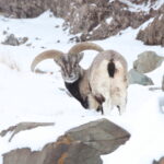 male Blue Sheep (image by János Oláh)