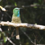 Blue-bearded Bee-eater (image by János Oláh)