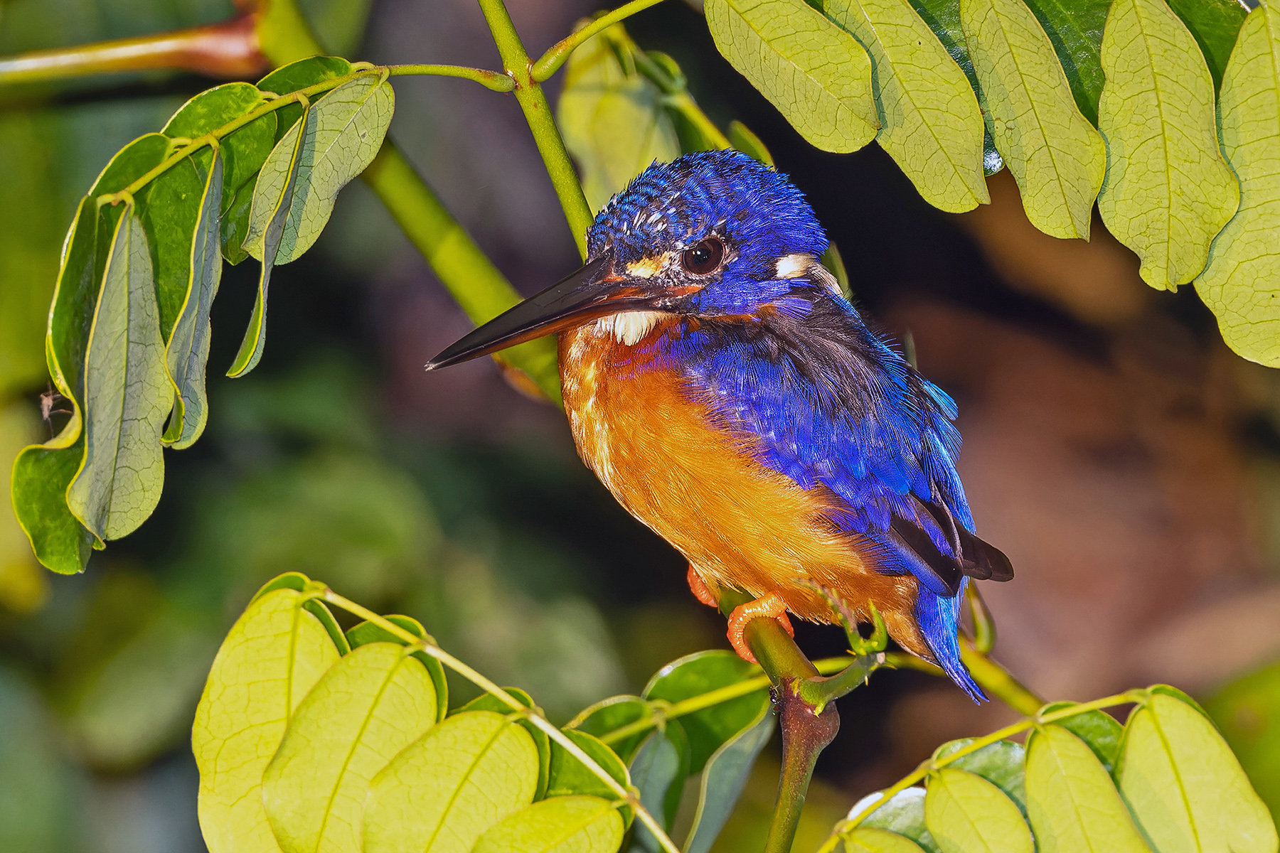 Blue-eared Kingfisher (image by Pete Morris)