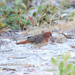 Blue-eyed Ground Dove (image by Leo Garrigues)