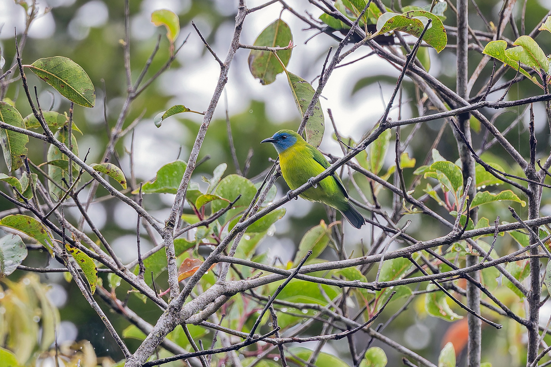 Blue-masked Leafbird (image by Pete Morris)