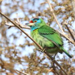Blue-throated Barbet (image by János Oláh)