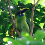 Blue-throated Toucanet (image by Leo Garrigues)