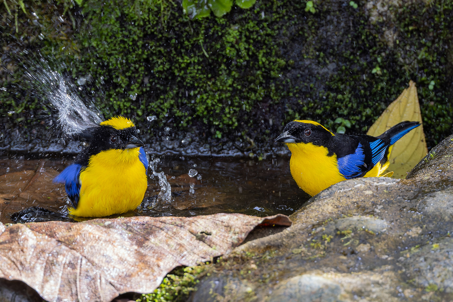 Blue-winged Mountain Tanagers (image by Pete Morris)