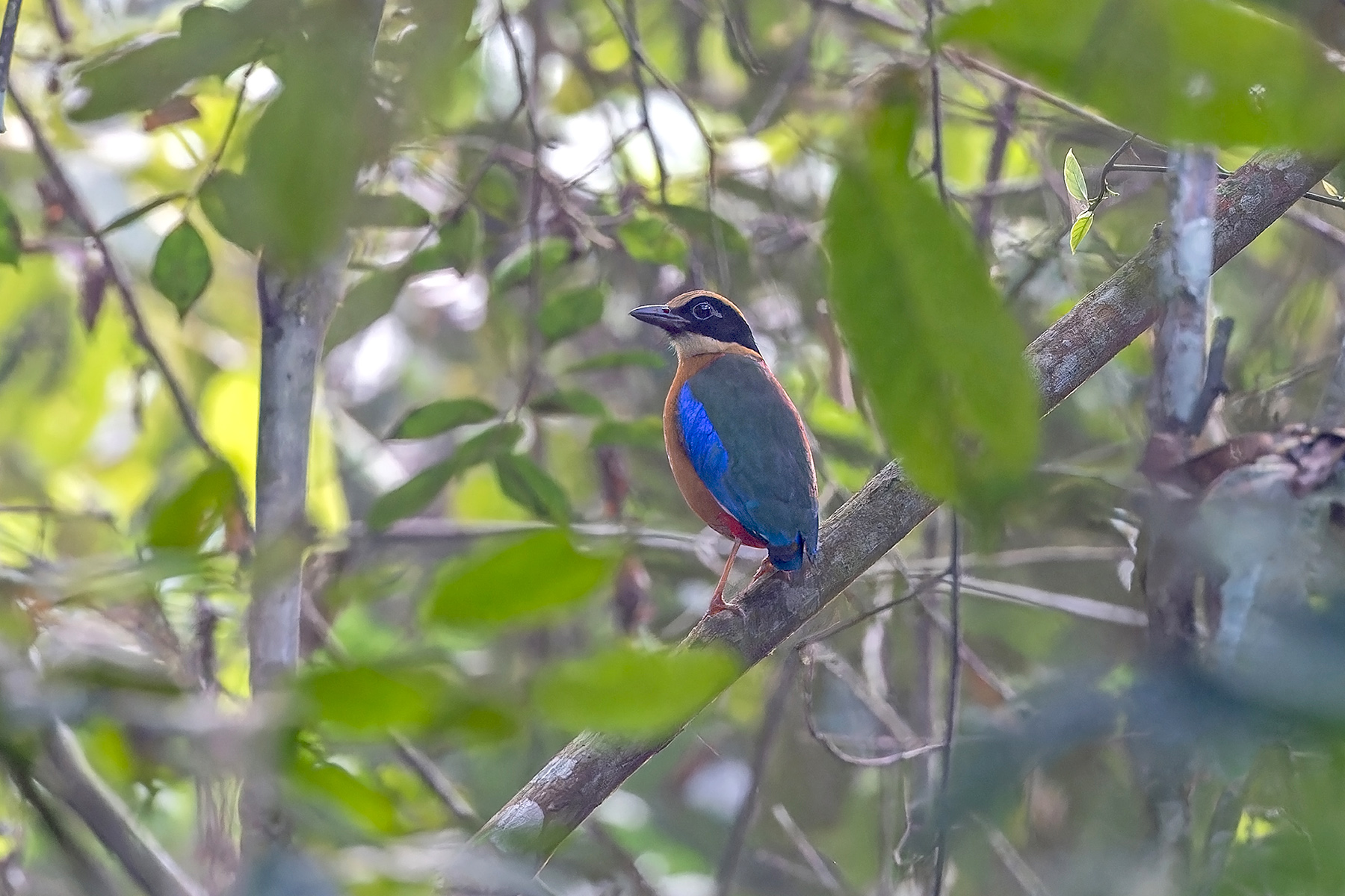 Blue-winged Pitta (image by Pete Morris)