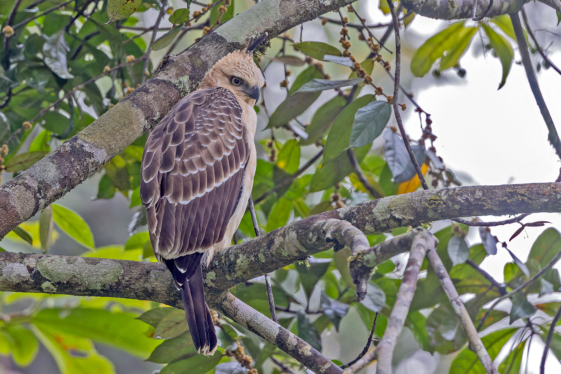 Blyth's Hawk-Eagle (image by Pete Morris)