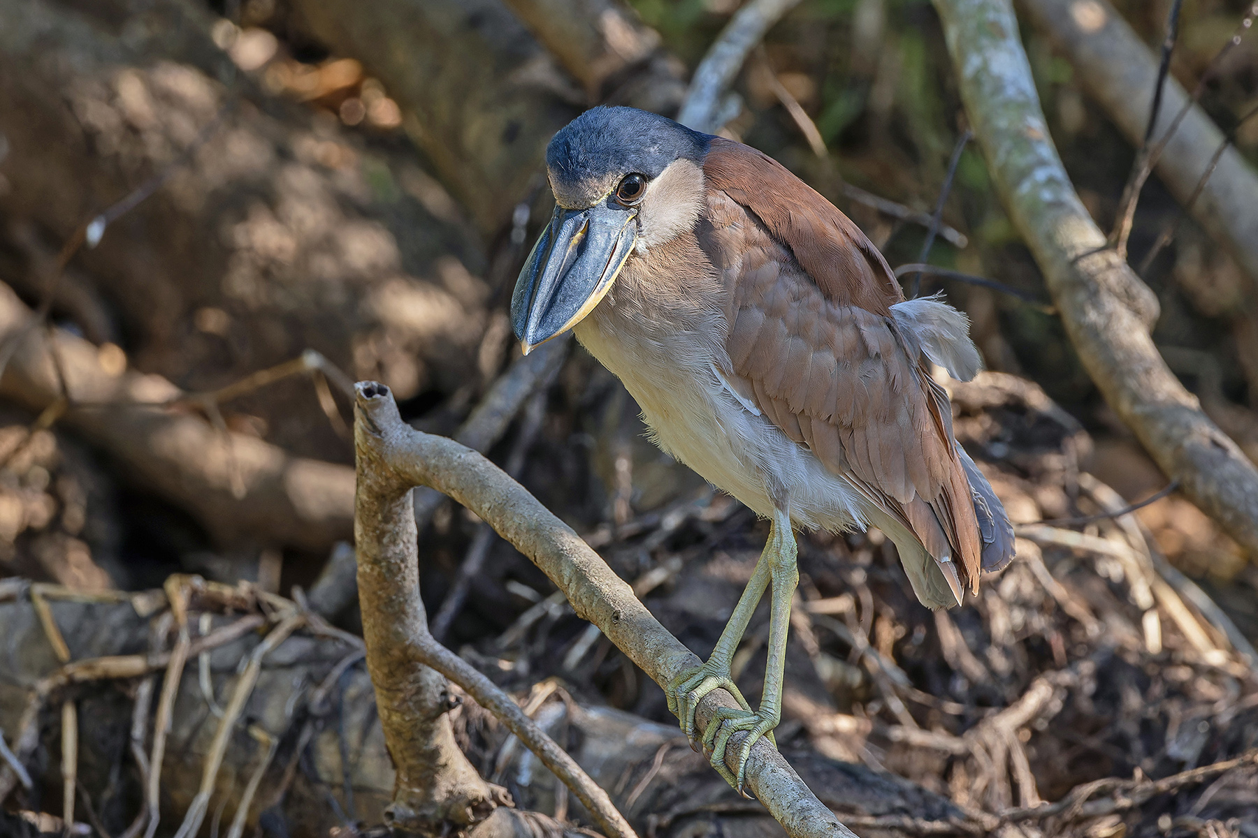 Boat-billed Heron (image by Pete Morris)