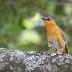 Bocage's Akalat (image by János Oláh)