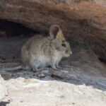 Bolivian Big-eared Mouse (image by John Oates)