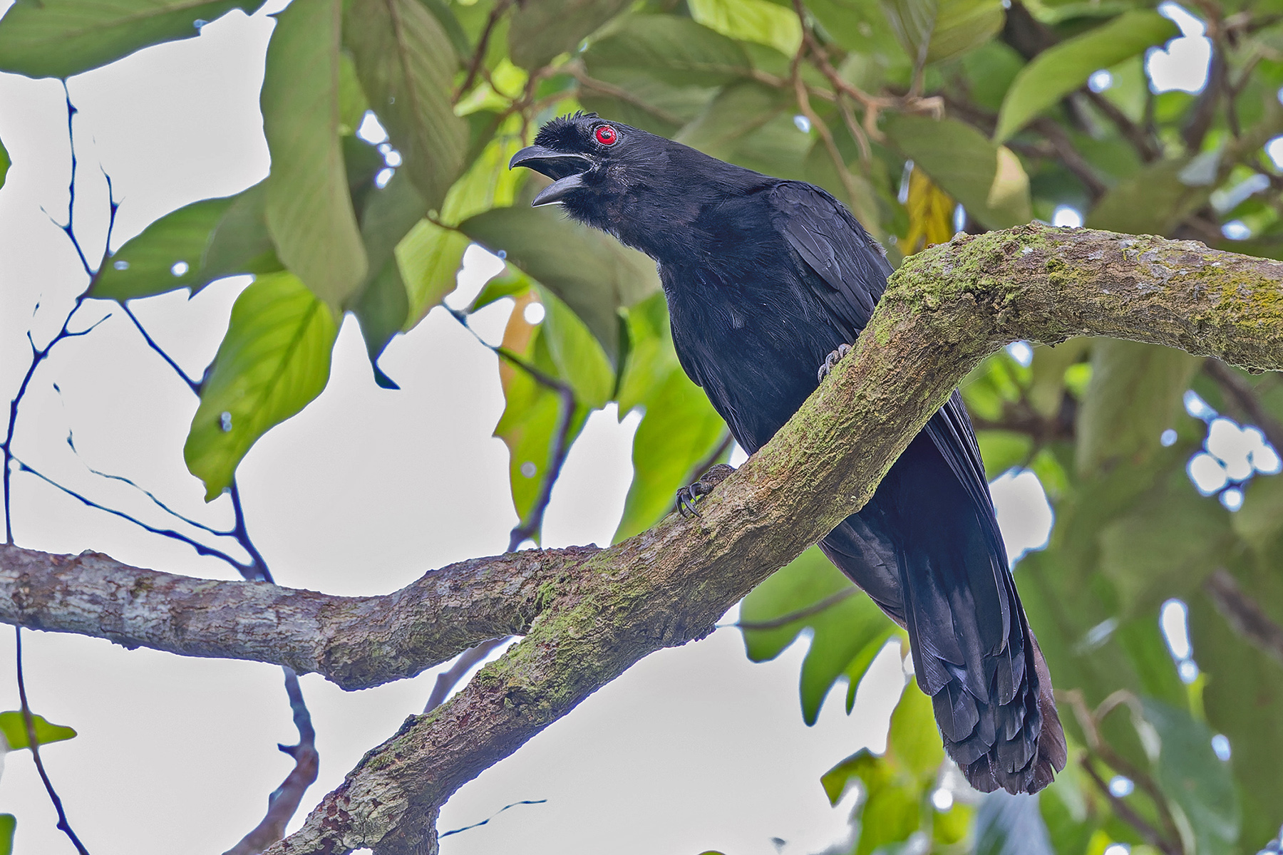 Bornean Black Magpie (image by Pete Morris)