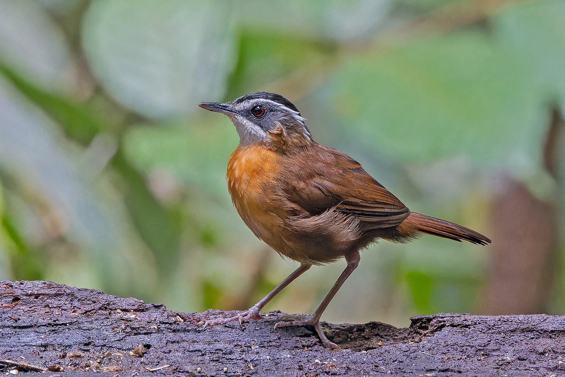 Bornean Black-capped Babbler (image by Pete Morris)