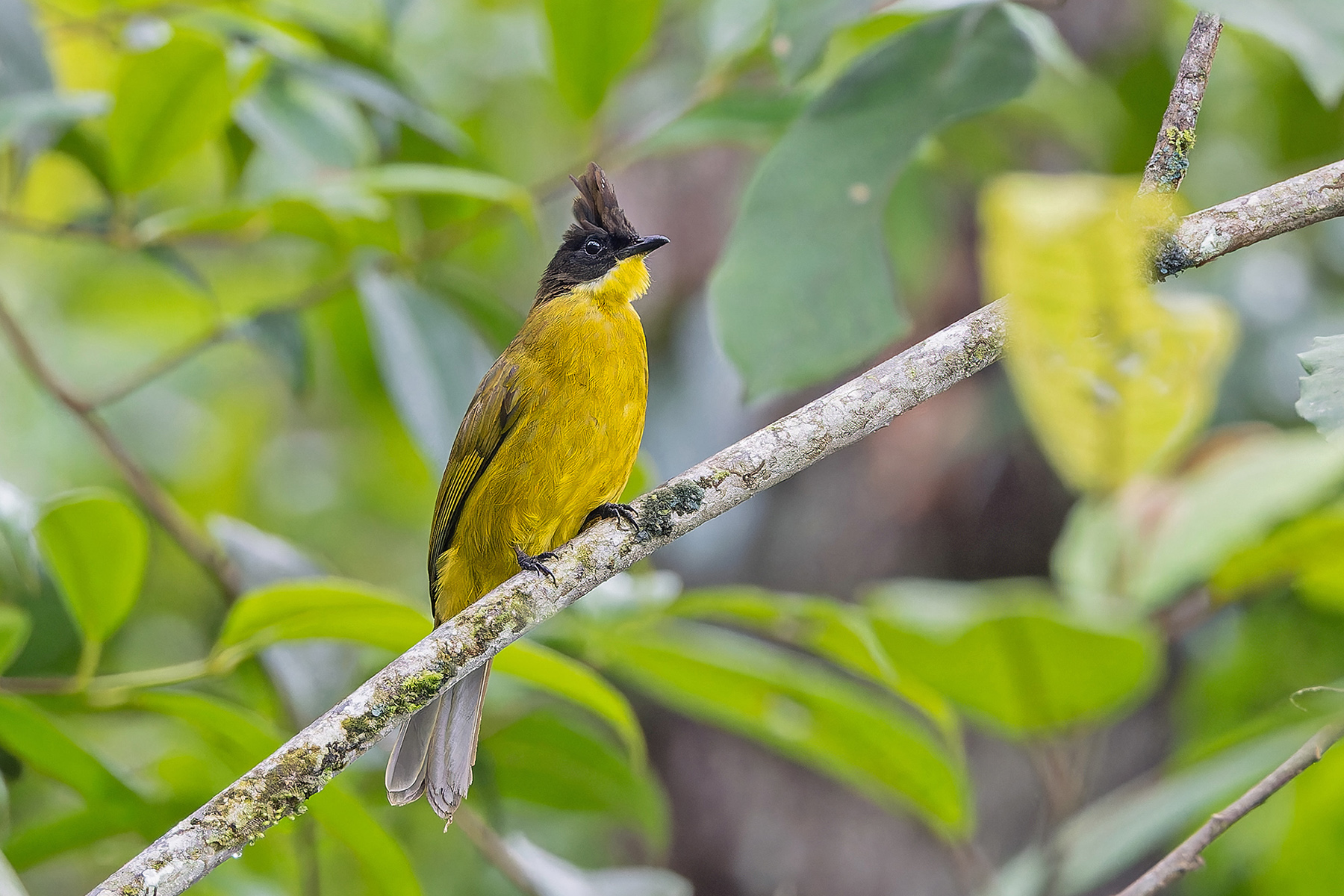 Bornean Bulbul (image by Pete Morris)