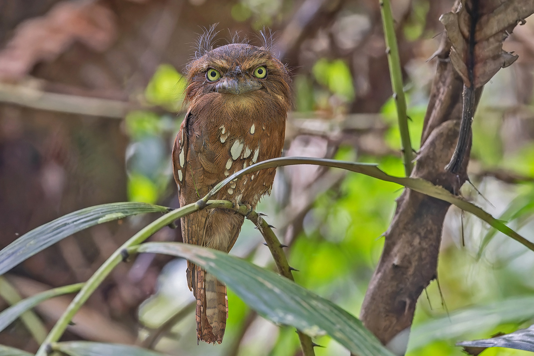 Bornean Frogmouth (image by Pete Morris)