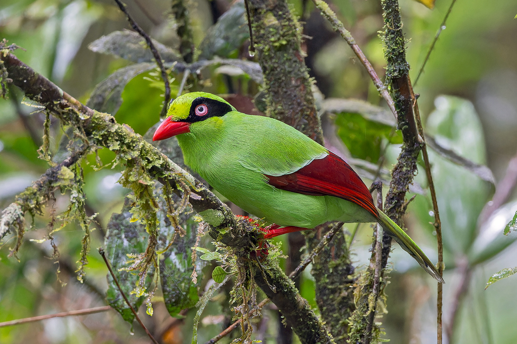 Bornean Green Magpie (image by Pete Morris)