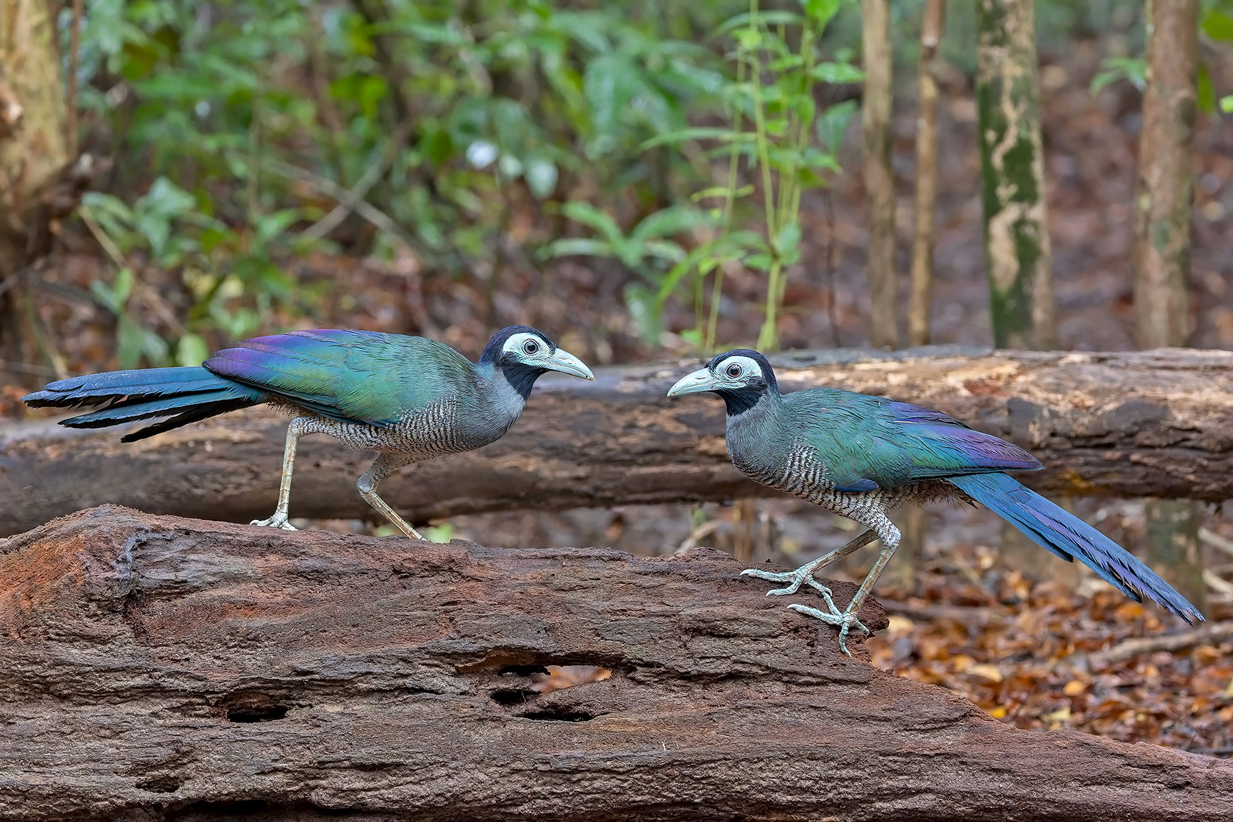 Bornean Ground Cuckoos (image by Pete Morris)