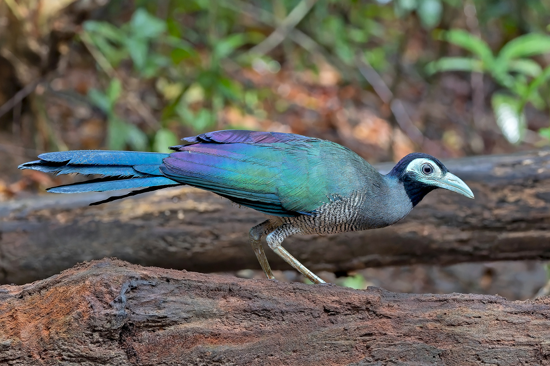 Bornean Ground Cuckoo (image by Pete Morris)