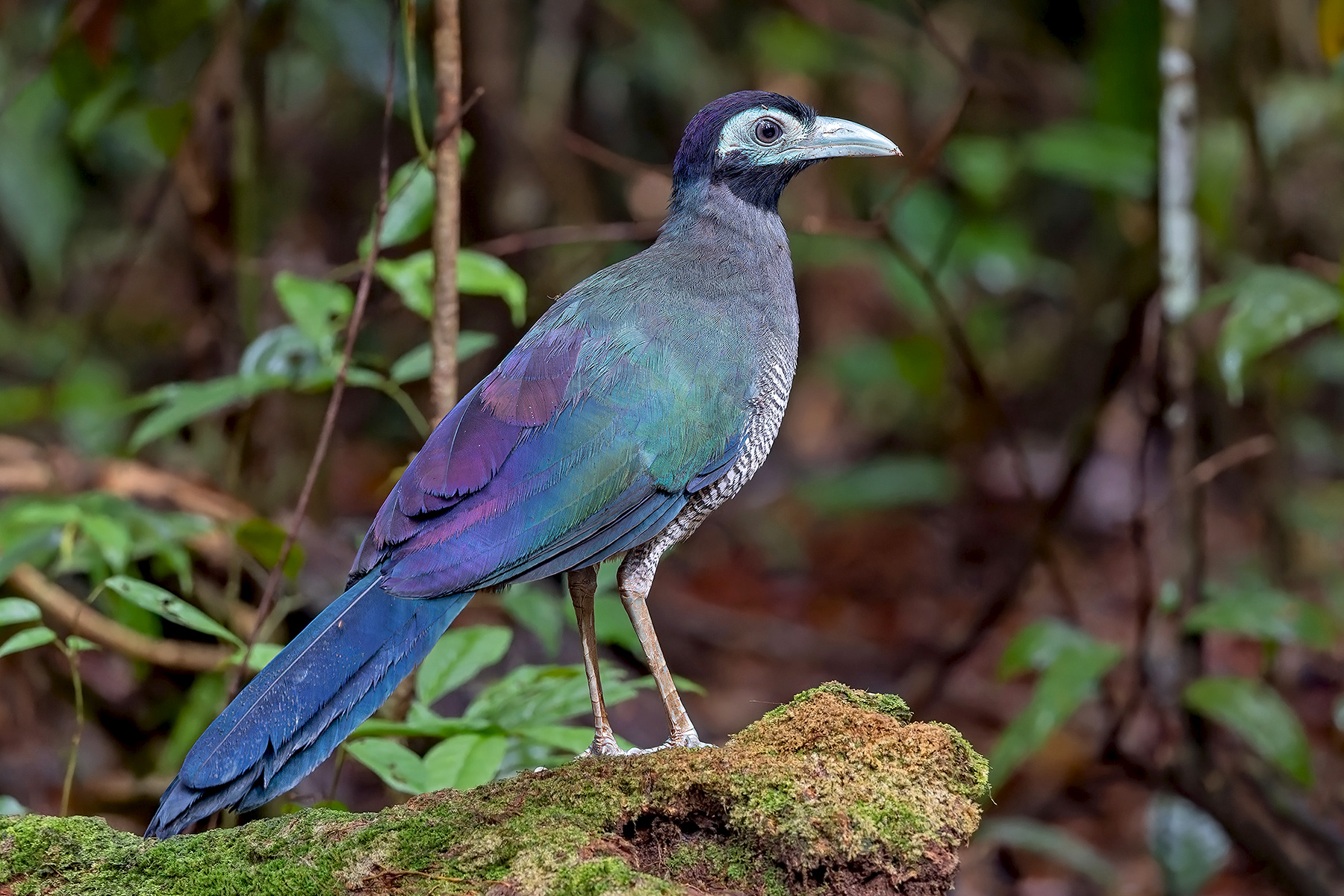 Bornean Ground Cuckoo (image by Pete Morris)