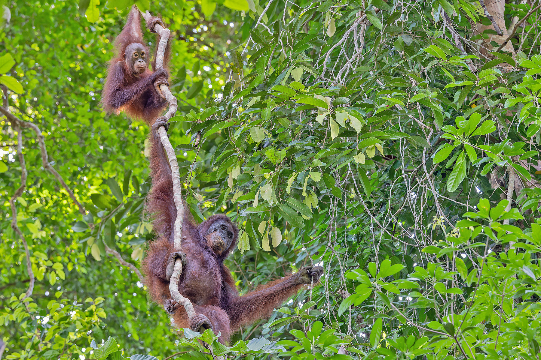 Bornean Orangutan (image by Pete Morris)