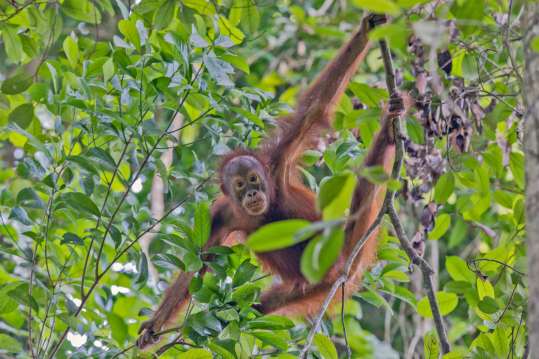 Bornean Orangutan (image by Pete Morris)