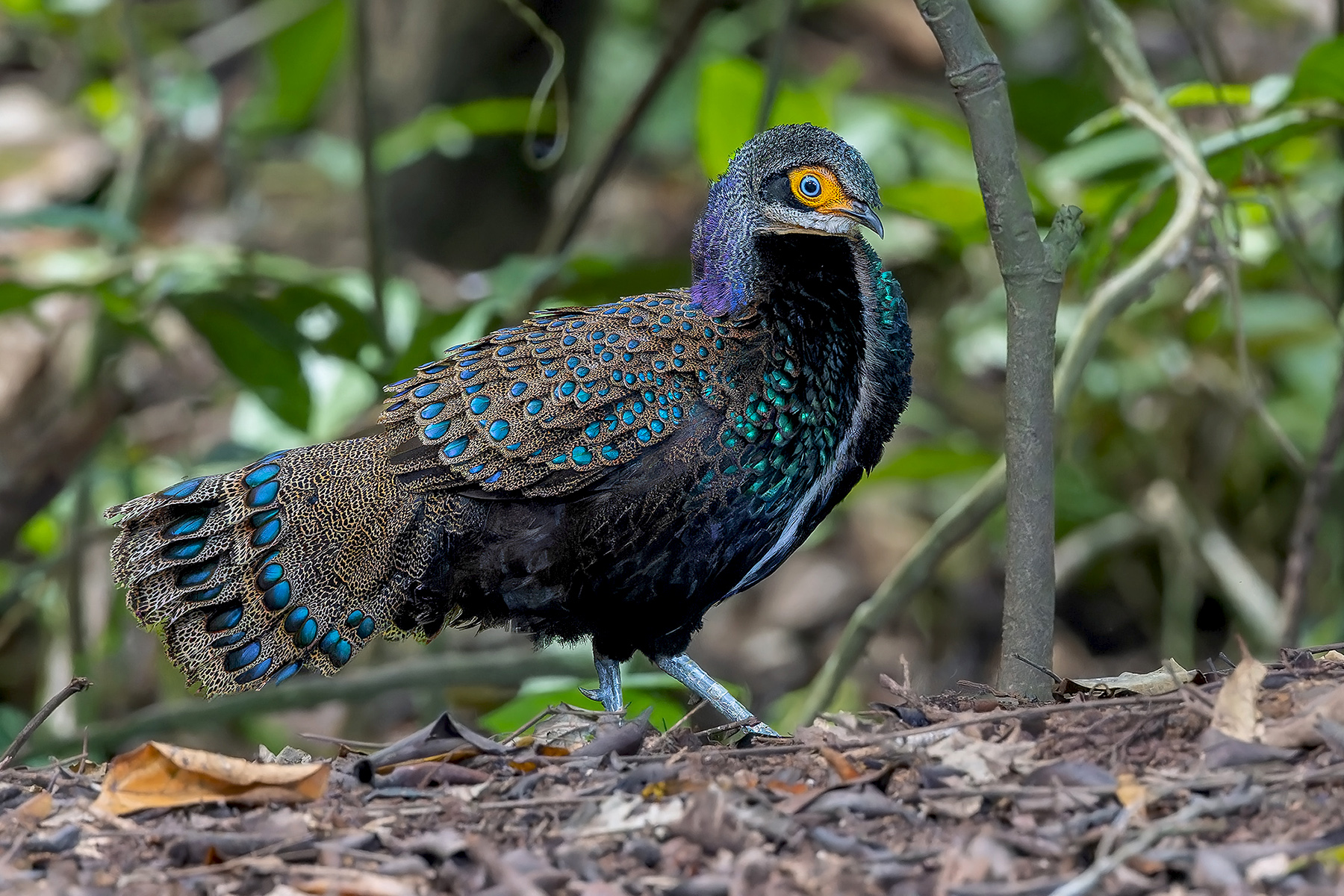 Bornean Peacock-Pheasant (image by Pete Morris)