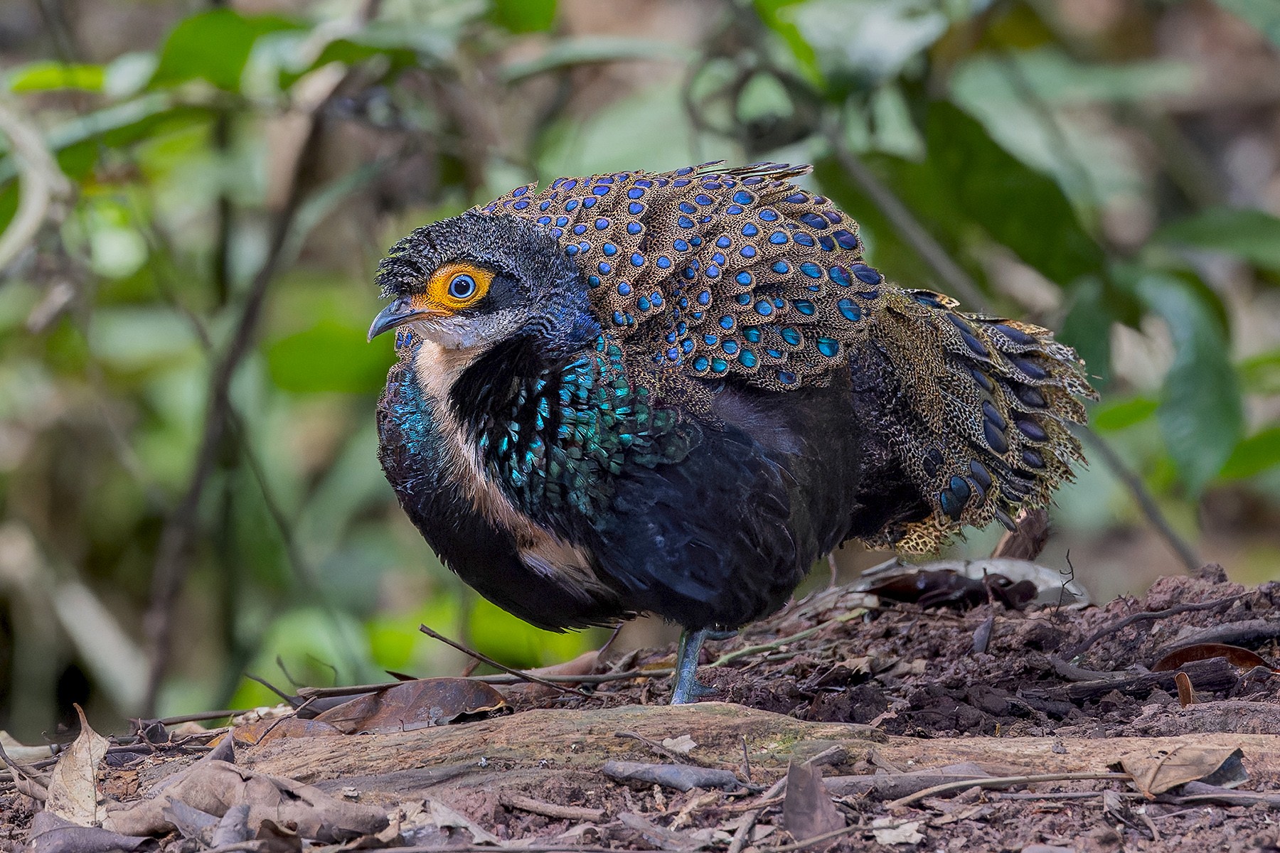 Bornean Peacock-Pheasant (image by Pete Morris)