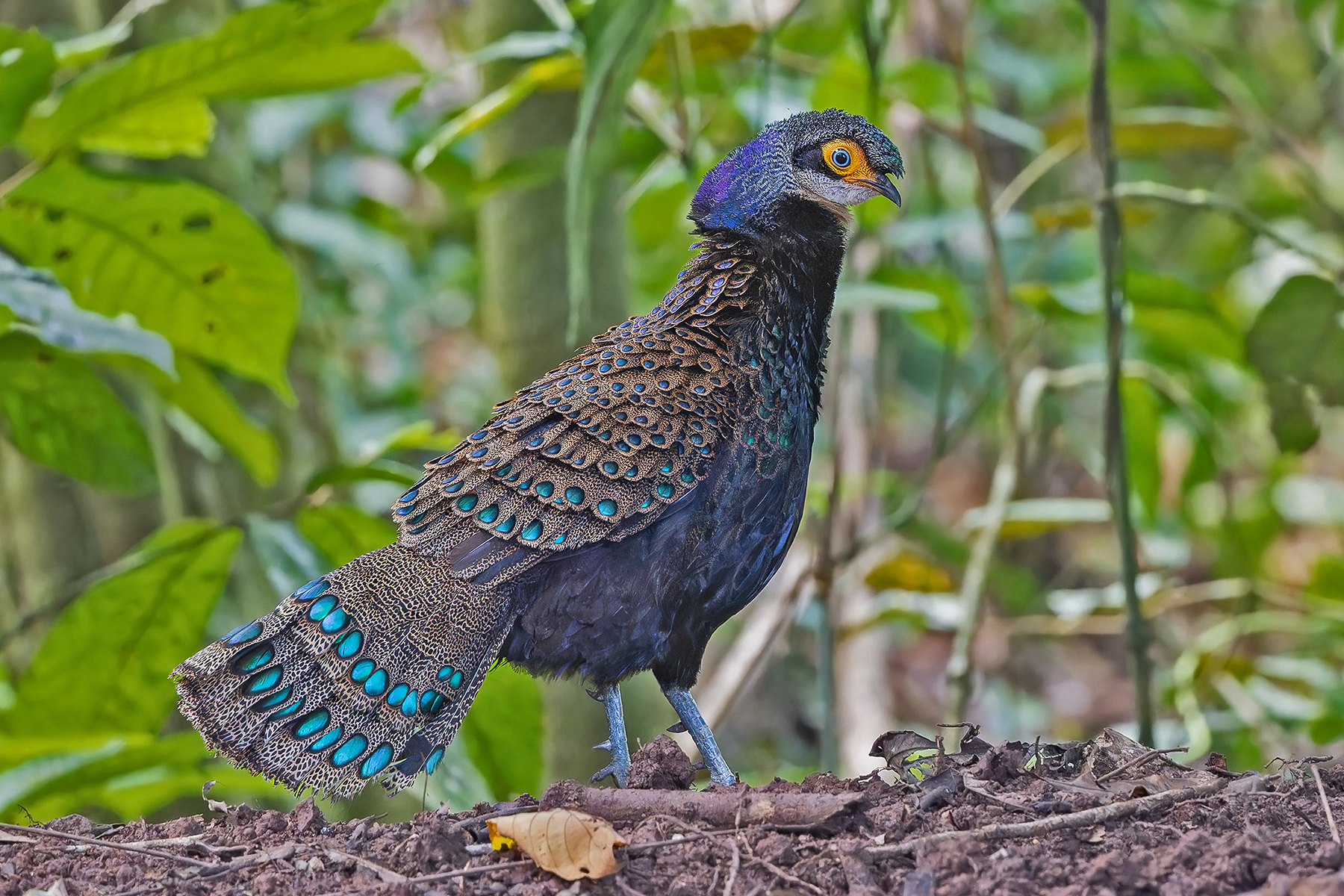 Bornean Peacock-Pheasant (image by Pete Morris)