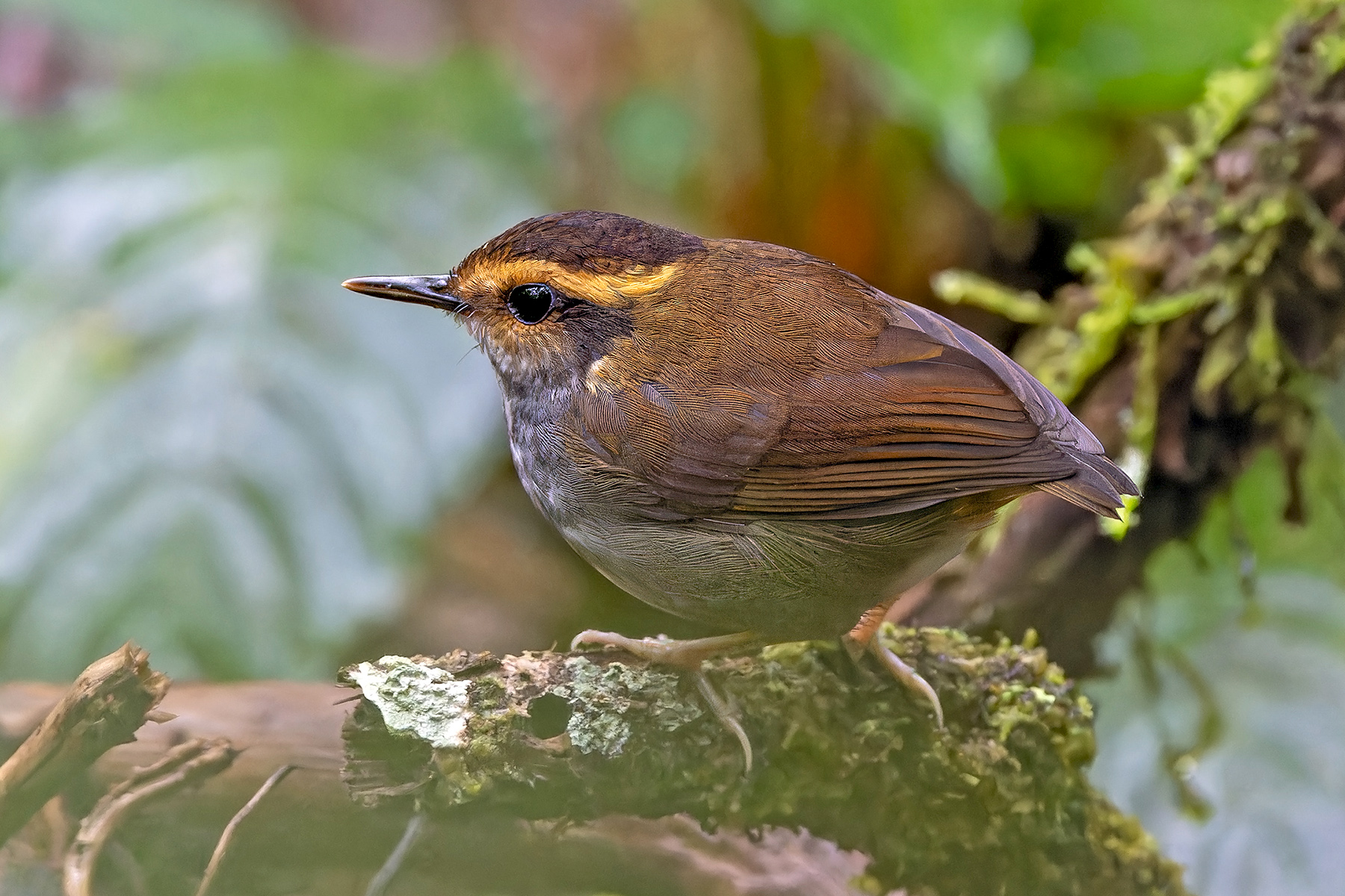 Bornean Stubtail (image by Pete Morris)