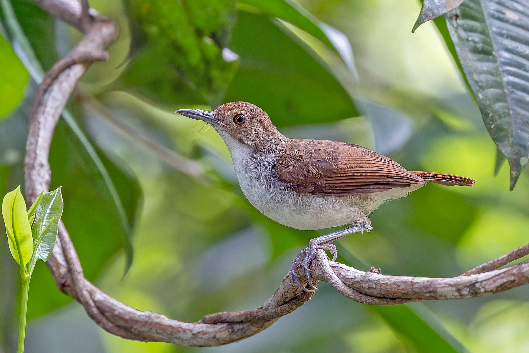 Bornean Swamp Babbler (image by Pete Morris)