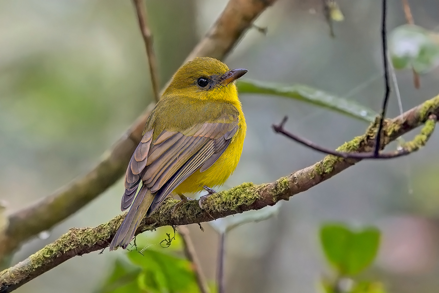 Bornean Whistler (image by Pete Morris)