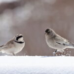 Brandt's Mountain Finch and Horned Lark (image by János Oláh)