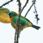 Brassy-breasted Tanager (image by Leo Garrigues)
