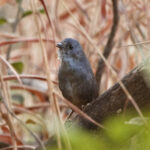 Brazilian Tapaculo (image by Leo Garrigues)