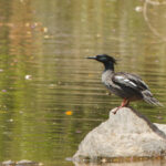 male Brazilian Merganser (image by Leo Garrigues)