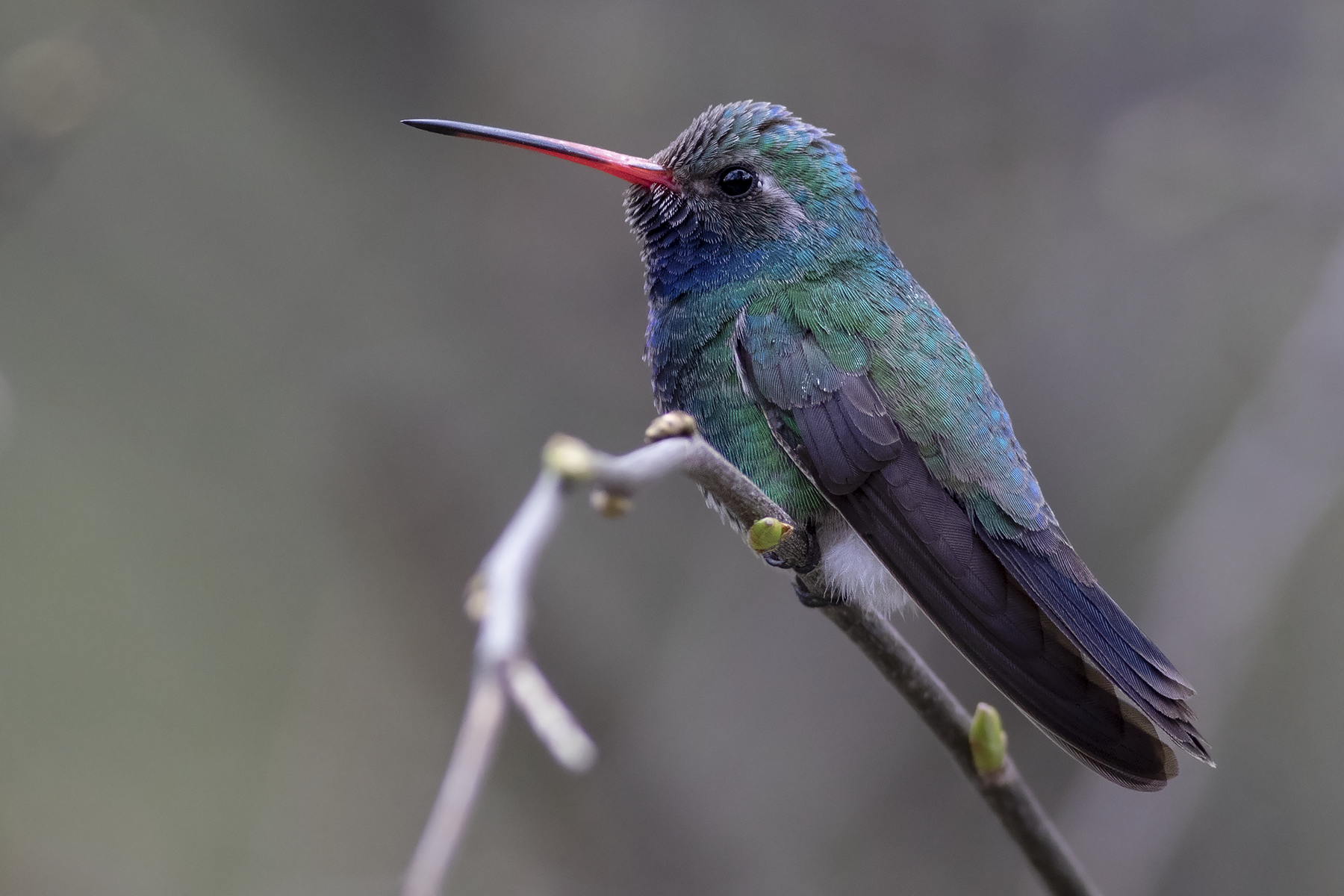 Broad-billed Hummingbird (image by Sjoerd Radstaak)